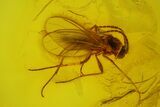 Five Fossil Flies (Diptera) In Baltic Amber #173648-2